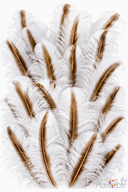 Strauß mit goldfarbenem Federkiel - 50-60 cm - weiss
